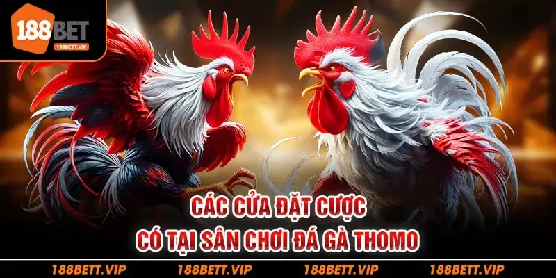 Các cửa đặt cược có tại sân chơi đá gà thomo