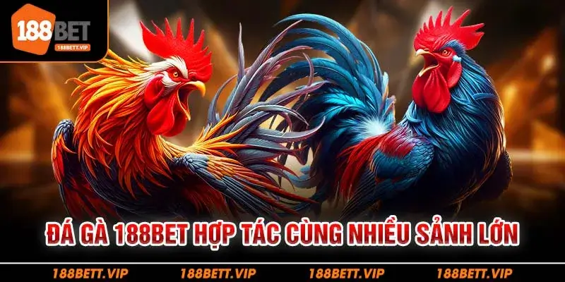 Đá gà 188BET hợp tác cùng nhiều sảnh lớn