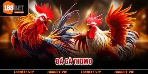 đá gà Thomo